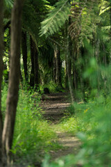footpath in the forest