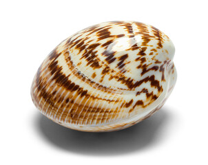 Closed Seashell