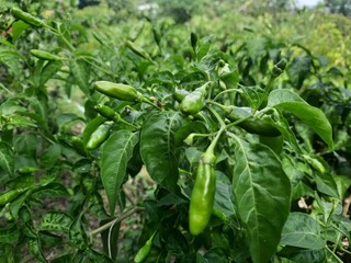 green chili peppers