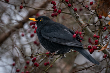 Amsel