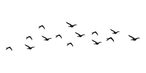 Obraz premium black and white birds flying together