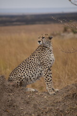 cheetah with prey