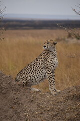 cheetah - kenya