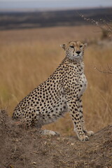 cheetah in the savannah - kenya