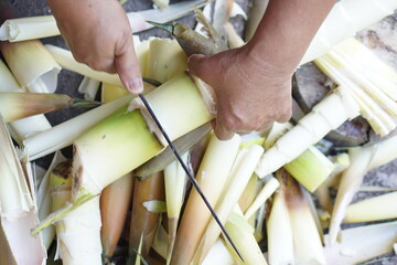 The cook uses a knife to cut bamboo shoots to process and store for eating.