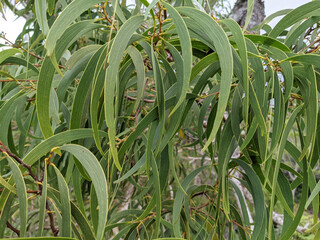 Close up of Koa Leafs