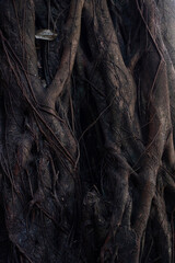 Old giant tree in tropical rainforest, close up.