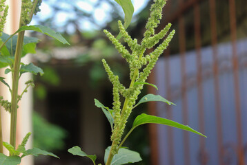  Green Tufts Amaranthus caudatus Viridis