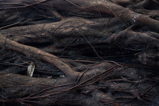 Old giant tree in tropical rainforest, close up.