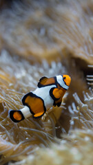 Fototapeta na wymiar clown fish swimming