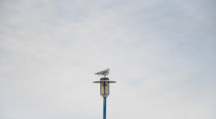 a seagull sits on a lantern