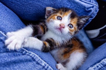 Kitten Sitting in Lap
