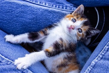 White Orange and Black Kitten Looking Up