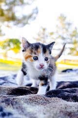 Orange Black and White Kitten
