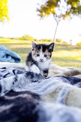 Kitten Walking To Camera