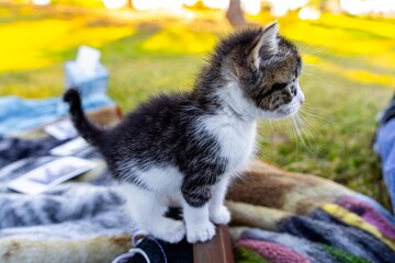 Kitten Sitting on Shoe