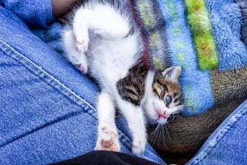 Kitten Showing her Belly