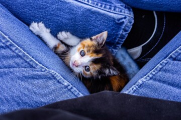 Kitten Hiding in Jeans