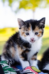 Black Orange and White Kitten with Tongue Out