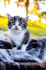 Grey and White Kitten Looking Up