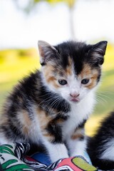 Orange White and Black Cat Looking Down