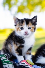 Orange Black and White Kitten Portrait