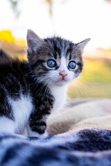 Grey and White Kitten in Grass
