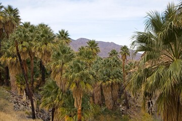 Fototapeta na wymiar Although palm trees evoke thoughts of tropical islands and warm beaches, the California Fan Palm is actually native to streams in the harsh Sonoran Desert like these in the Colorado Desert to the east