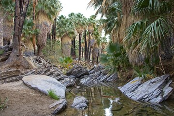 Although palm trees evoke thoughts of tropical islands and warm beaches, the California Fan Palm is...
