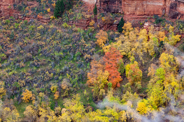 Autumn Trees on a Cliff Shelf in Zion National Park