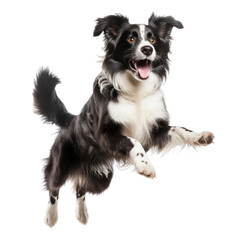 Happy Border Collie - Isolated on White
