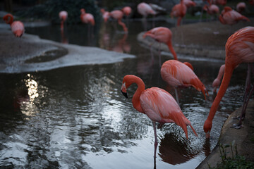 Flamingos