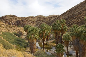 Although palm trees evoke thoughts of tropical islands and warm beaches, the California Fan Palm is actually native to streams in the harsh Sonoran Desert like these in the Colorado Desert to the east