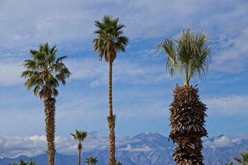 Fan palms tower over Palm Springs and Desert Hot Springs, two resort cities in the Colorado Desert of California