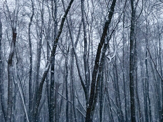 Winter Snow in the Forest