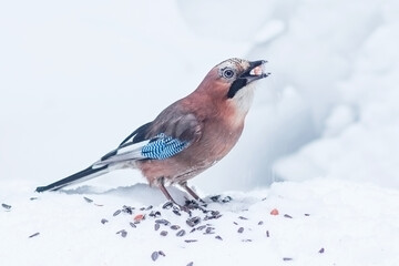 A jay in a winter forest is a bird of the corvid family with bright plumage.