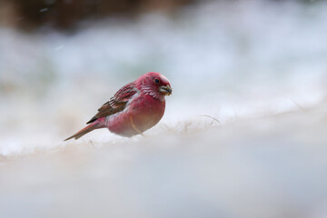 ローズピンクが美しい冬に山で出会えるとてもきれいな鳥オオマシコ