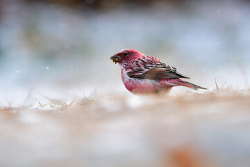 ローズピンクが美しい冬に山で出会えるとてもきれいな鳥オオマシコ