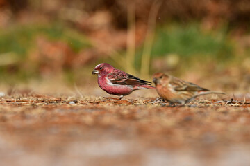 ローズピンクが美しい冬に山で出会えるとてもきれいな鳥オオマシコ