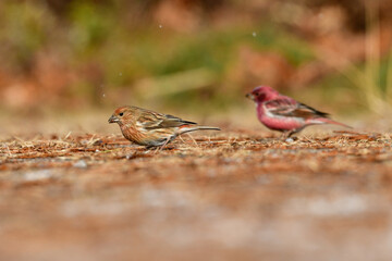ローズピンクが美しい冬に山で出会えるとてもきれいな鳥オオマシコ