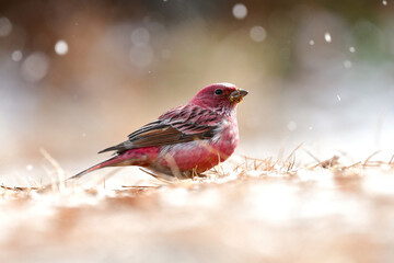 ローズピンクが美しい冬に山で出会えるとてもきれいな鳥オオマシコ