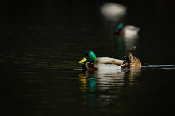 冬に見られる渡り鳥、緑色に輝く頭が美しいマガモ