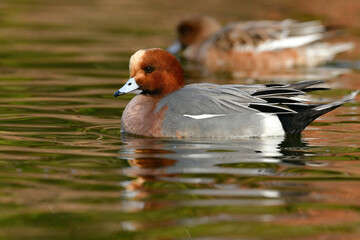 冬に身近な池や公園の水辺で見られるオレンジ色の美しい野鳥ヒドリガモ