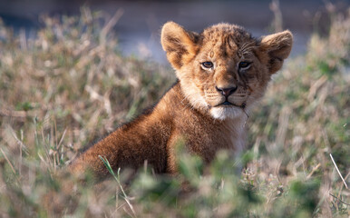 lion cub in the wild