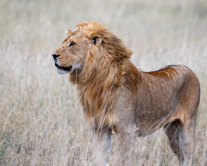 lion in the grass