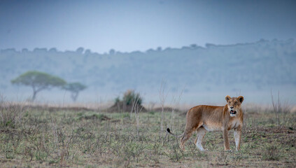 lioness in the savannah 