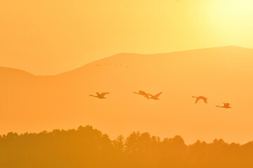 夕陽に赤く染まった空を飛ぶ北からの渡り鳥、ガンやハクチョウの群れ
