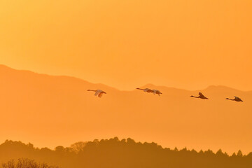 夕陽に赤く染まった空を飛ぶ北からの渡り鳥、ガンやハクチョウの群れ