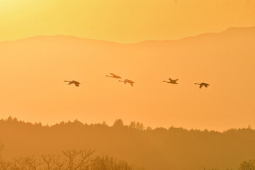 夕陽に赤く染まった空を飛ぶ北からの渡り鳥、ガンやハクチョウの群れ