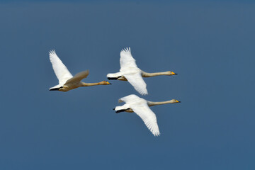 冬に伊豆沼等北国になってくる純白の羽が美しい渡り鳥のオオハクチョウ